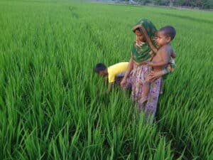 Family working in lush green rice field in Bangladesh.