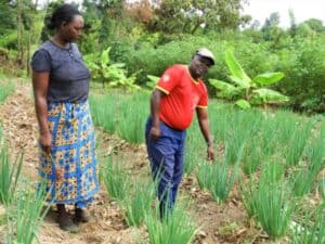 Farmer and woman inspecting onion crops in a lush farm.