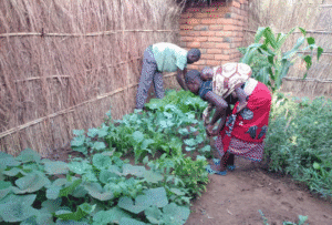 Parents in rural Malawi tend a vegetable garden while holding their young child.