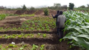 Two people standing in raised garden beds in Malawi.