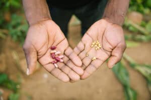 Close-up of hands holding different seeds for planting and food security.