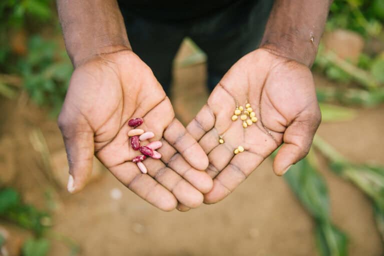 Close-up of hands holding different seeds for planting and food security.