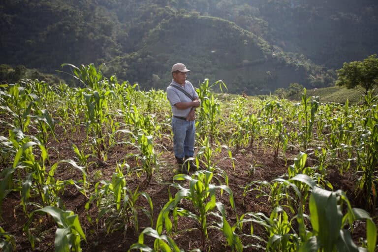 Farmer standing in a maize field with young crops growing in rows.