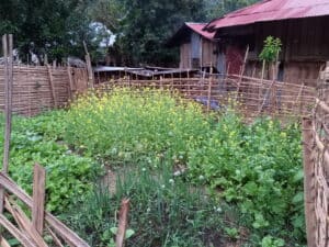 Vegetable garden enclosed by a bamboo fence beside homes in a rural village in Laos.
