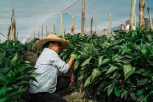 Farmer tending to healthy green crops in a greenhouse.
