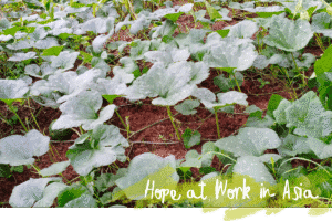Rows of leafy vegetable plants growing in red soil in a cultivated field.