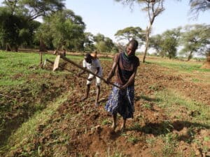 Two people use hand hoes to prepare soil in a dry field with trees scattered in the background.