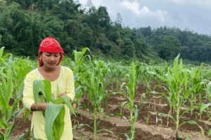Person standing in a green maize field, holding a corn leaf, with forested hills in the background under a cloudy sky.