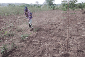 Person working soil with a hand hoe in a dry field, with small trees and crops growing nearby.