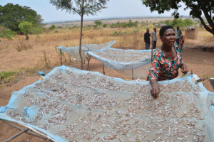 Person arranging small fish on drying nets outdoors near a rural homestead, with dry fields and trees in the background.