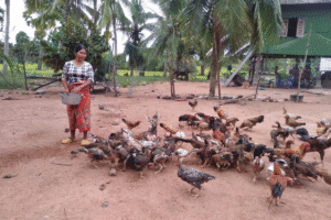 Person feeding chickens in a rural yard with palm trees, fencing, and a raised home in the background.
