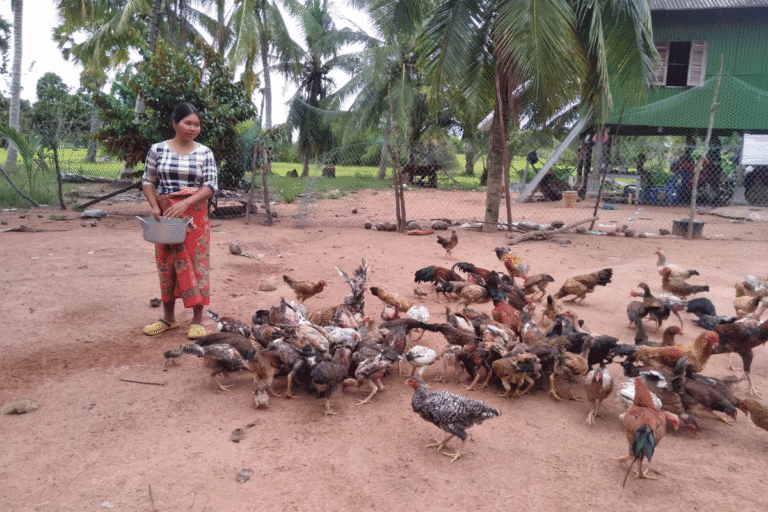 Person feeding chickens in a rural yard with palm trees, fencing, and a raised home in the background.