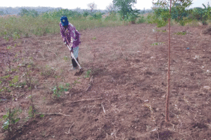 Person farming dry soil with a hoe on a small plot of land with young plants growing nearby.