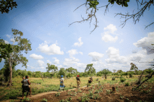 People walking through cultivated farmland with young crops and trees under a wide blue sky.