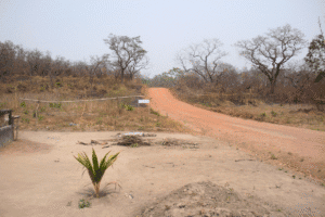 Dirt road curving through dry landscape with sparse trees and a small green plant growing in sandy ground.