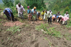 Group of farmers digging potatoes from the soil on a hillside field during a harvest.