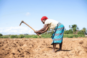 Woman working in a rural field with a hoe, planting or cultivating soil.