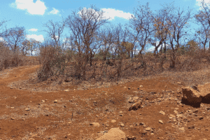 Dry landscape with leafless trees and rocky soil under blue sky.