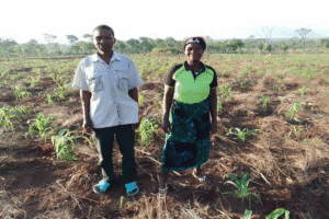 Two farmers standing in a young crop field in rural area.