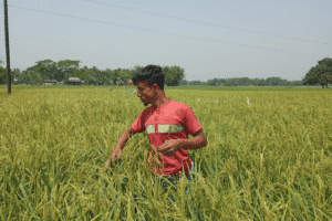 Farmer examining rice plants in a lush green field under clear sky.