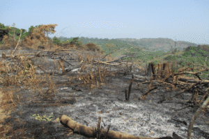 Burned and charred landscape with fallen trees and ash after forest fire.