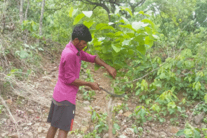Young man planting a tree in a lush green area for reforestation.