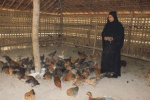 Woman in black coat caring for chickens in a rural coop.