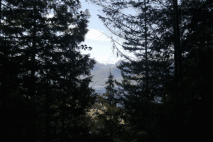 Dense forest with mountain view in the background during daytime.