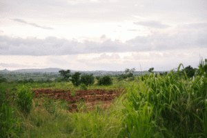 Lush green fields and farmland under cloudy sky, World Renew project.