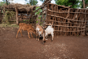 Goats feeding near a rustic wooden fence in a rural setting.