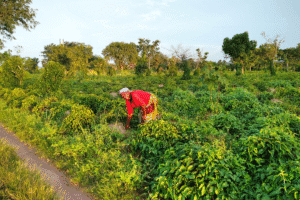 Farmer working in lush green farm with trees in background.