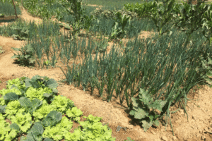 Vegetable garden with onions, lettuce, and leafy greens in rich soil.