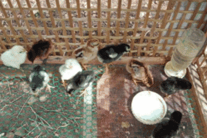 Group of young chicks in a farm enclosure with water and feed bowls.