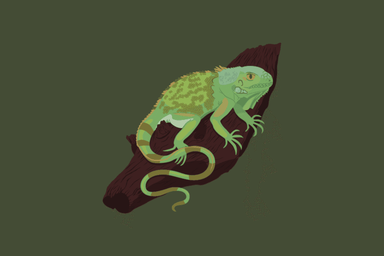 Illustration of a green lizard resting on a tree branch for World Renew.