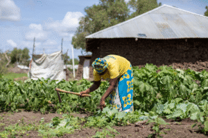 Woman working in a lush vegetable garden in a rural setting.