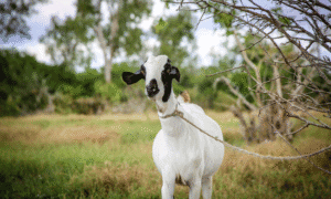 Goat tied to a tree in a rural outdoor setting for aid and support.