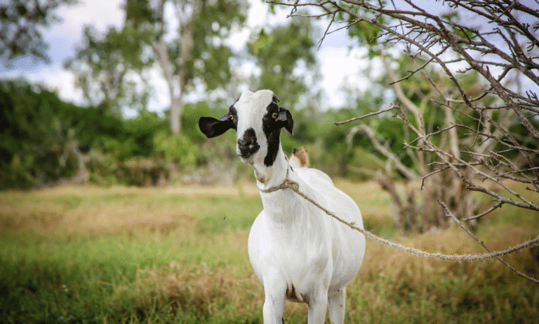 Goat tied to a tree in a rural outdoor setting for aid and support.