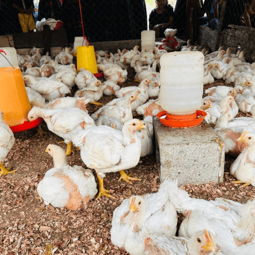 Chickens in a farm, promoting food security and sustainable agriculture.