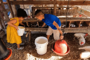 Children feeding chickens in a farm coop for sustainable farming.