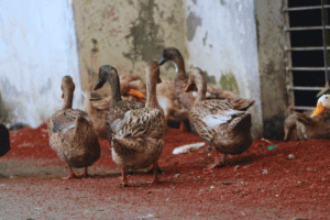 Group of ducks walking on red soil near a weathered wall.