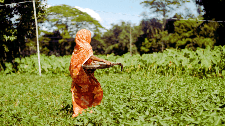 Woman in traditional attire harvesting crops in a lush green field in Bangladesh.