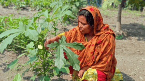 Woman tending to eggplant plants in a rural Bangladeshi farm.