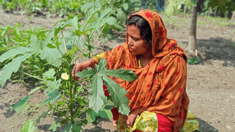 Woman tending to eggplant plants in a rural Bangladeshi farm.