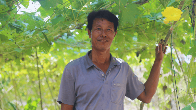 Smiling man harvesting grapes in lush vineyard for sustainable farming.