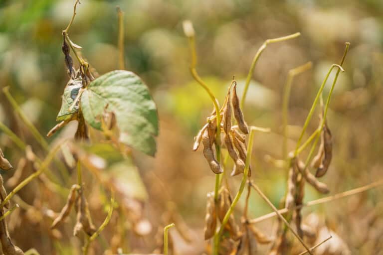 Close-up of dried bean plants in a field with brown leaves and shrivelled pods.