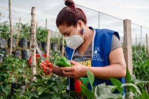 Woman harvesting a green bell pepper in a community garden.