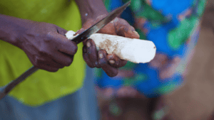 Farmer slicing cassava root with a knife in Nigeria.