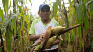 Guatemalan farmer harvesting corn in a lush field.