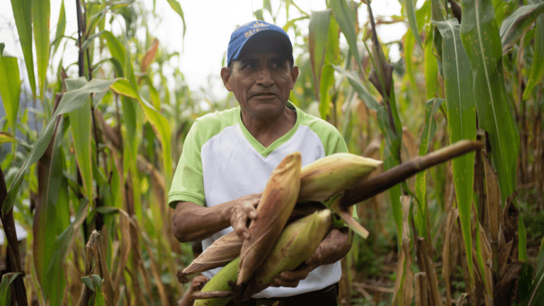 Guatemalan farmer harvesting corn in a lush field.
