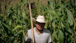 Farmer working in lush cornfield in Honduras for sustainable agriculture.